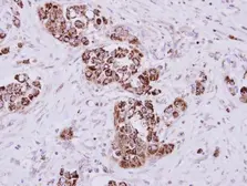 Anti-MIOX antibody used in IHC (Paraffin sections) (IHC-P). GTX116239