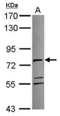 Anti-ATAD3A antibody used in Western Blot (WB). GTX116301