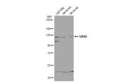 Anti-UBA6 antibody [N1N3] used in Western Blot (WB). GTX116307