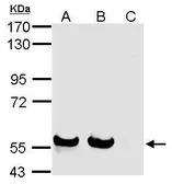 Anti-Siglec 7 antibody used in Western Blot (WB). GTX116337