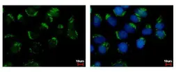 Anti-WDSUB1 antibody used in Immunocytochemistry/ Immunofluorescence (ICC/IF). GTX116382