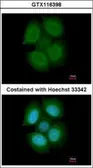 Anti-NXF3 antibody [C1C3] used in Immunocytochemistry/ Immunofluorescence (ICC/IF). GTX116398