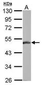 Anti-BLZF1 antibody used in Western Blot (WB). GTX116434
