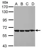 Anti-EHD4 antibody used in Western Blot (WB). GTX116444