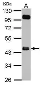 Anti-FCRLM1 antibody used in Western Blot (WB). GTX116506