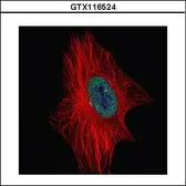 Anti-ZNF449 antibody used in Immunocytochemistry/ Immunofluorescence (ICC/IF). GTX116524