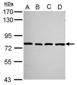 Anti-PCDHA2 antibody [N1N2], N-term used in Western Blot (WB). GTX116525