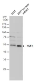 Anti-NLE1 antibody used in Western Blot (WB). GTX116568