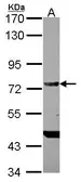Anti-DDX4 antibody [C1C3] used in Western Blot (WB). GTX116575