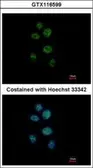 Anti-ZNF83 antibody [N1N2], N-term used in Immunocytochemistry/ Immunofluorescence (ICC/IF). GTX116599