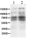 Anti-CD62L antibody used in Western Blot (WB). GTX11664