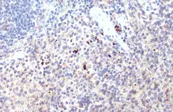 Anti-CXCL16 antibody used in IHC (Paraffin sections) (IHC-P). GTX116706
