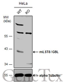 Anti-mLST8 / GBL antibody [N2C3] used in Western Blot (WB). GTX116747