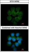 Anti-MTMR14 antibody [N2C2], Internal used in Immunocytochemistry/ Immunofluorescence (ICC/IF). GTX116762