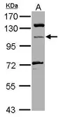 Anti-MICAL1 antibody [N1N3] used in Western Blot (WB). GTX116770