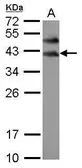 Anti-BOLL antibody [N2C3] used in Western Blot (WB). GTX116791