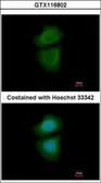 Anti-WDR77 antibody [N2C3] used in Immunocytochemistry/ Immunofluorescence (ICC/IF). GTX116802