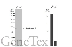 Anti-Gasdermin D antibody [N1N3] used in Western Blot (WB). GTX116840
