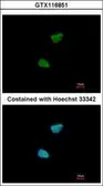 Anti-NEK11 antibody [N3C2], Internal used in Immunocytochemistry/ Immunofluorescence (ICC/IF). GTX116851