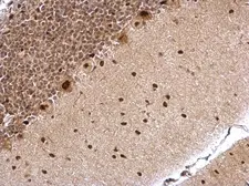 Anti-WDR61 antibody used in IHC (Paraffin sections) (IHC-P). GTX116882