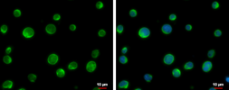 Anti-URP2 antibody used in Immunocytochemistry/ Immunofluorescence (ICC/IF). GTX116928