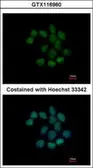 Anti-C1orf57 antibody [N1C3] used in Immunocytochemistry/ Immunofluorescence (ICC/IF). GTX116960