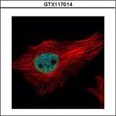 Anti-PPIL4 antibody used in Immunocytochemistry/ Immunofluorescence (ICC/IF). GTX117014