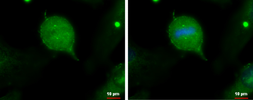 Anti-IFT20 antibody used in Immunocytochemistry/ Immunofluorescence (ICC/IF). GTX117031
