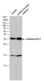 Anti-Histone H1.1 antibody used in Western Blot (WB). GTX117055