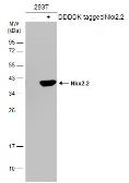 Anti-Nkx2.2 antibody used in Western Blot (WB). GTX117071