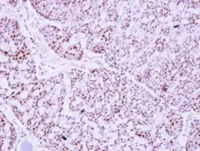 Anti-PTTG2 antibody used in IHC (Paraffin sections) (IHC-P). GTX117149