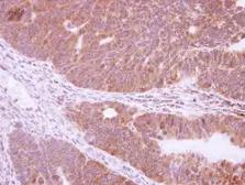 Anti-NRBP2 antibody [C1C3] used in IHC (Paraffin sections) (IHC-P). GTX117169