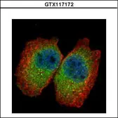 Anti-CLNS1A antibody used in Immunocytochemistry/ Immunofluorescence (ICC/IF). GTX117172