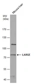 Anti-LARGE antibody used in Western Blot (WB). GTX117180