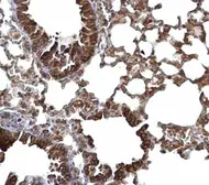 Anti-LARGE antibody used in IHC (Paraffin sections) (IHC-P). GTX117180