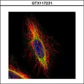 Anti-CPT1B antibody [C1C2], Internal used in Immunocytochemistry/ Immunofluorescence (ICC/IF). GTX117231