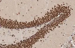 Anti-NFIX antibody [N3C3] used in IHC (Paraffin sections) (IHC-P). GTX117233