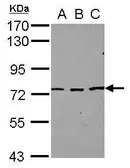Anti-SFRS12 antibody used in Western Blot (WB). GTX117248