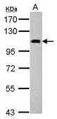 Anti-Cytospin B antibody [N3C2], Internal used in Western Blot (WB). GTX117278