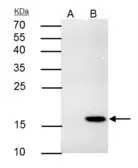 Anti-4-1BBL / CD137L antibody [N2C3] used in Immunoprecipitation (IP). GTX117355