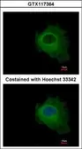 Anti-Purine nucleoside phosphorylase antibody used in Immunocytochemistry/ Immunofluorescence (ICC/IF). GTX117364