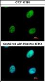 Anti-RALY antibody used in Immunocytochemistry/ Immunofluorescence (ICC/IF). GTX117389