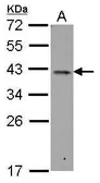 Anti-RALY antibody used in Western Blot (WB). GTX117389