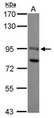 Anti-SOX13 antibody [N1N3] used in Western Blot (WB). GTX117396