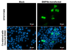 Anti-BMP8b antibody used in Immunocytochemistry/ Immunofluorescence (ICC/IF). GTX117409
