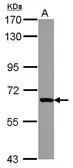 Anti-ZNF543 antibody [N1N3-2] used in Western Blot (WB). GTX117416