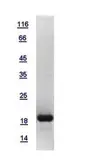 Human Histone H3.2 protein, His tag. GTX117527-pro