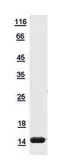 Human Histone H4 protein, His tag. GTX117536-pro