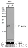 Anti-HP1 gamma antibody used in Western Blot (WB). GTX117561