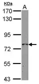 Anti-GRAF antibody [C2C3], C-term used in Western Blot (WB). GTX117598